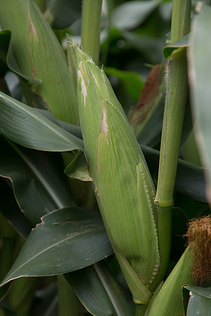 SweetCorn_SV5037SN_MX_0032