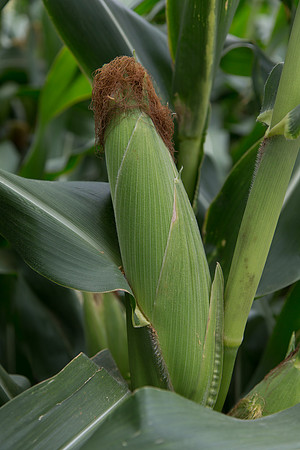 SweetCorn_SV5037SN_MX_0026