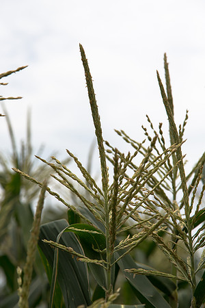 SweetCorn_SV5037SN_MX_0037