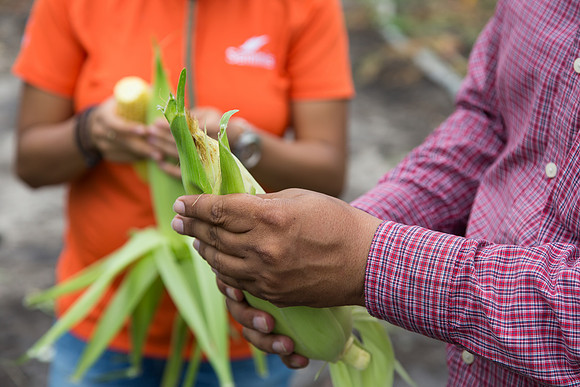 SweetCorn_SV5037SN_MX_0003
