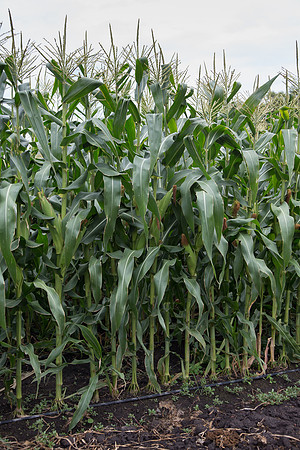 SweetCorn_SV5037SN_MX_0014