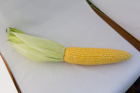 SweetCorn_SV5037SN_MX_0043