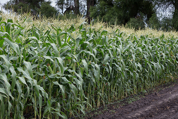 SweetCorn_SV5037SN_MX_0018