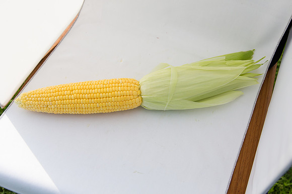 SweetCorn_SV5037SN_MX_0067