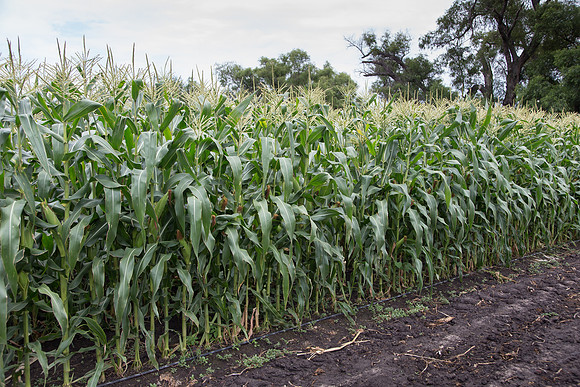 SweetCorn_SV5037SN_MX_0011