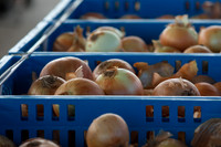 Onion_FieldDays_Woodland_CA_0004