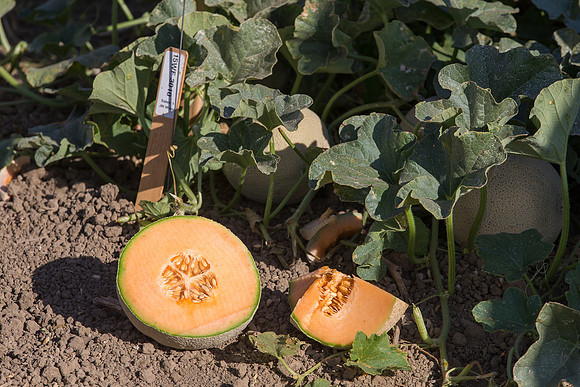 Melon_SV6239MF_CA_0078