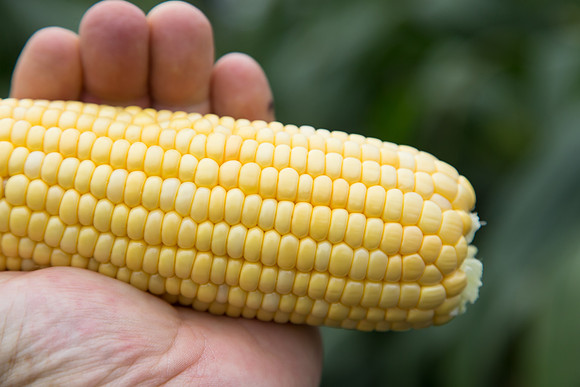 SweetCorn_SV5037SN_MX_0009