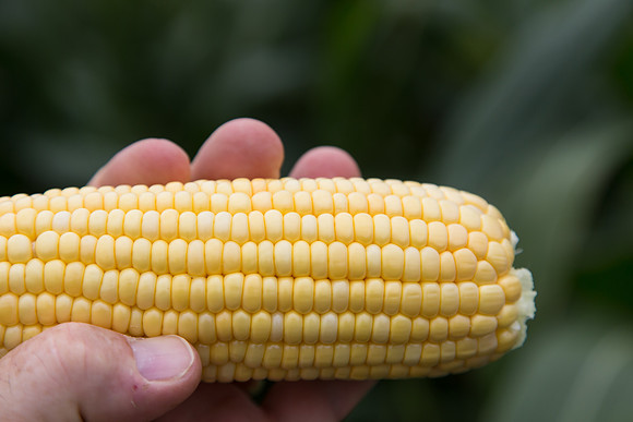 SweetCorn_SV5037SN_MX_0005