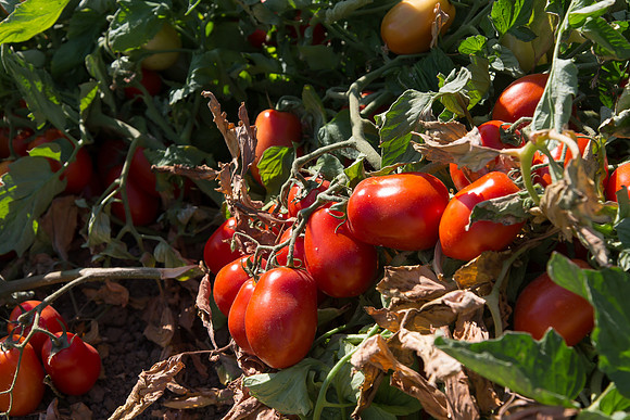 PTOM_AgSeeds_CA_00136