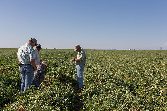PTOM_AgSeeds_CA_00163