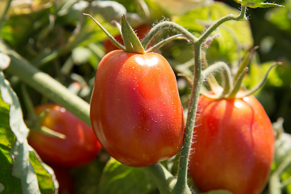 PTOM_AgSeeds_CA_00070