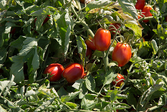 PTOM_AgSeeds_CA_00082