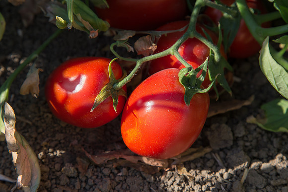 PTOM_AgSeeds_CA_00149