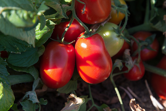 PTOM_AgSeeds_CA_00109