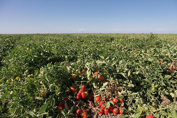 PTOM_AgSeeds_CA_00116