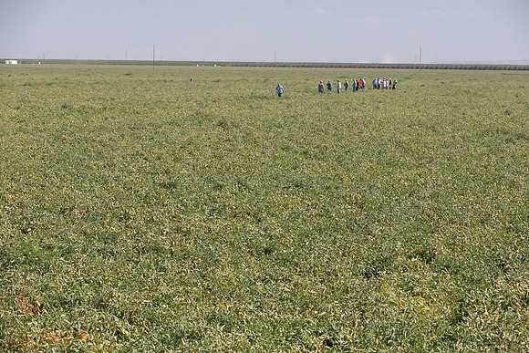 PTOM_AgSeeds_CA_00067