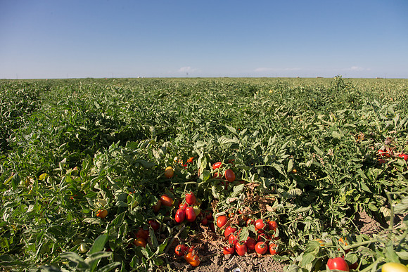 PTOM_AgSeeds_CA_00119