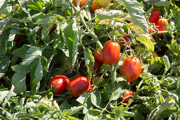 PTOM_AgSeeds_CA_00081