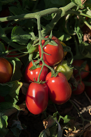PTOM_AgSeeds_CA_00113