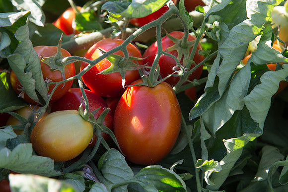 PTOM_AgSeeds_CA_00099
