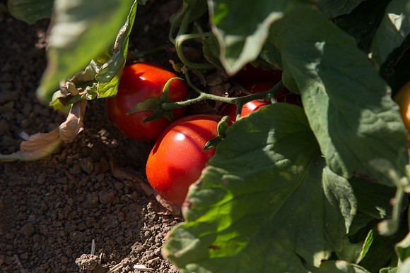 PTOM_AgSeeds_CA_00143