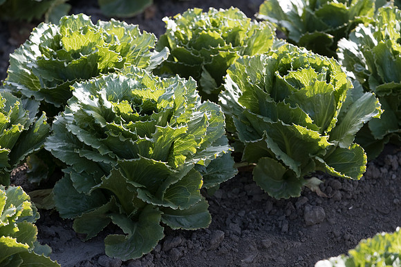Lettuce_SV7772LG_CA_0042