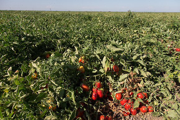 PTOM_AgSeeds_CA_00114