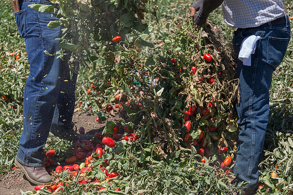 PTOM_AgSeeds_CA_00024