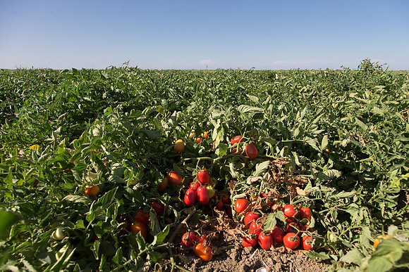 PTOM_AgSeeds_CA_00124