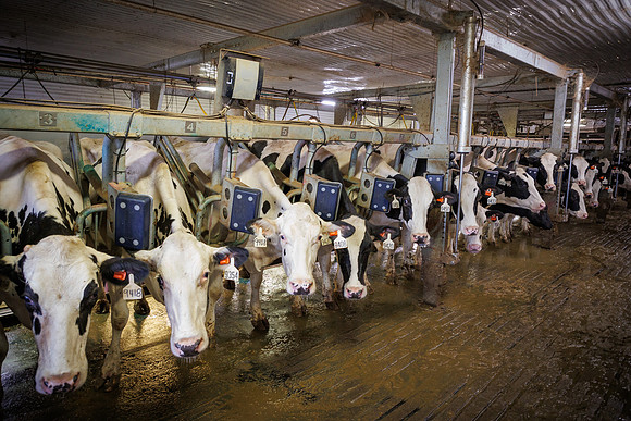 MidwestDairy_cdp_1047
