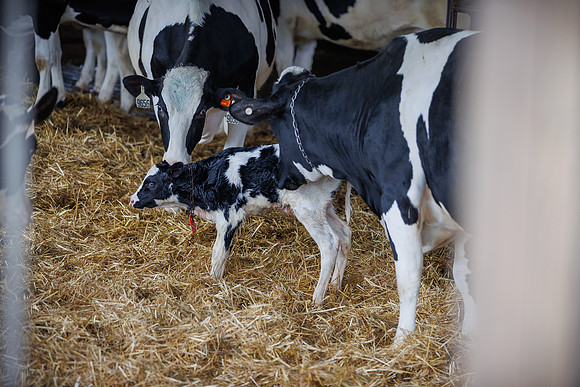MidwestDairy_cdp_1330