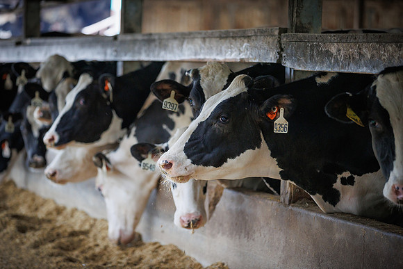 MidwestDairy_cdp_1441