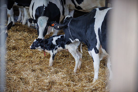 MidwestDairy_cdp_1329