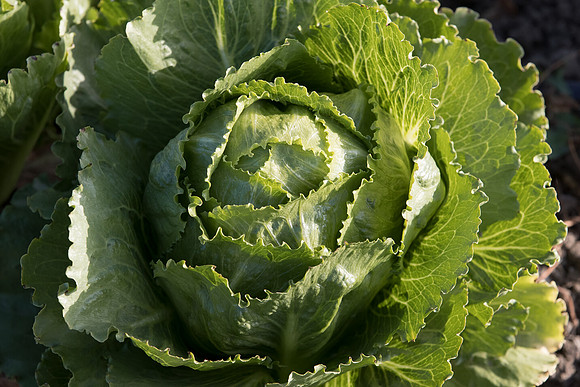 Lettuce_SV3135LG_CA_0023