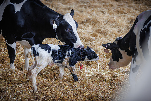 MidwestDairy_cdp_1366