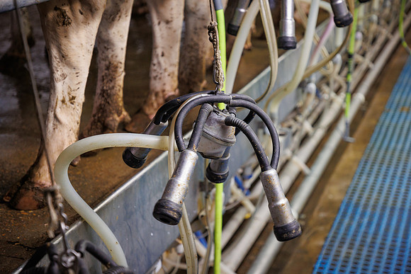 MidwestDairy_cdp_762