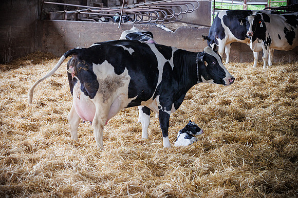 MidwestDairy_cdp_1274