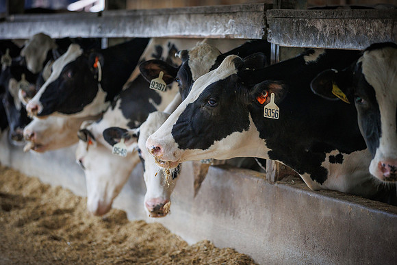 MidwestDairy_cdp_1440