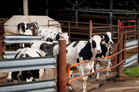 MidwestDairy_cdp_35