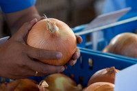 Onion_FieldDays_Woodland_CA_0068