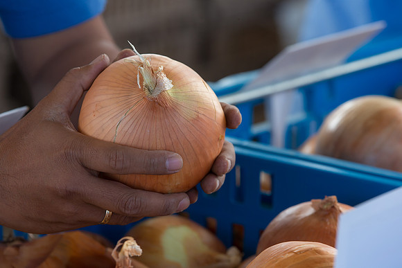 Onion_FieldDays_Woodland_CA_0068