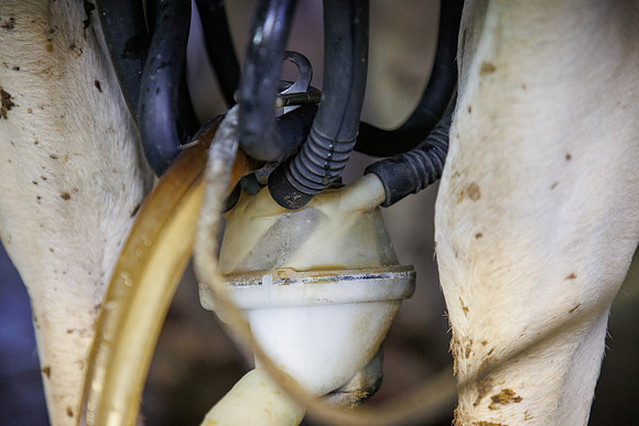 MidwestDairy_cdp_815