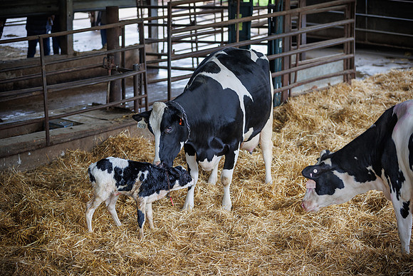 MidwestDairy_cdp_1339