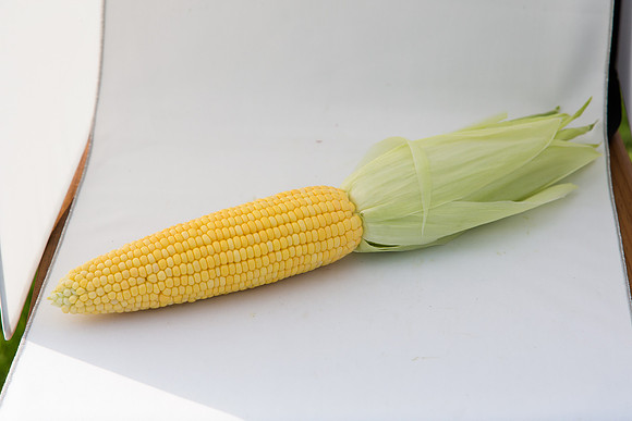 SweetCorn_SV5037SN_MX_0069