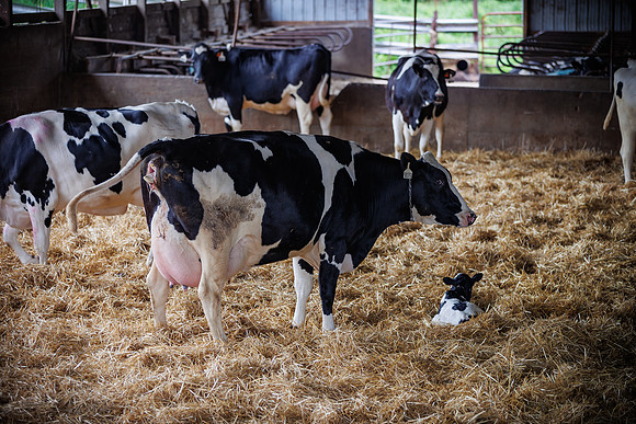 MidwestDairy_cdp_1294