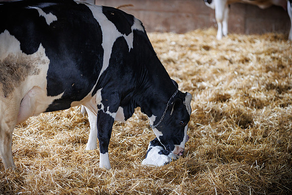 MidwestDairy_cdp_1284