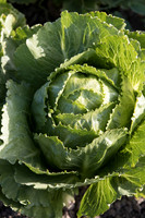 Lettuce_SV3135LG_CA_0032