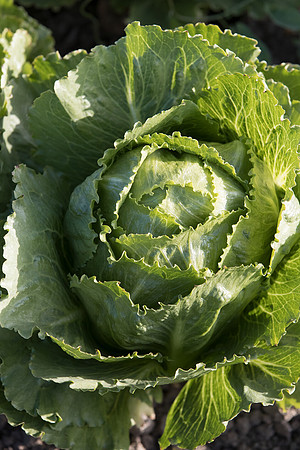 Lettuce_SV3135LG_CA_0032