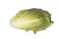 Lettuce_SV3135LG_CA_0045